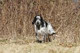 SETTER ANGLAIS 054
